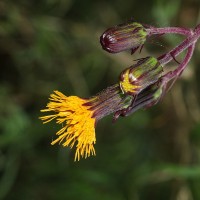 Gynura lycopersicifolia DC.